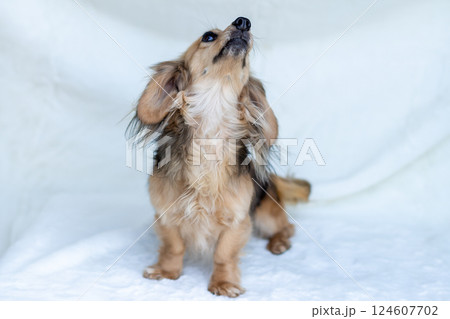 カニンヘンダックスフンド シェーゼットイエロー 124607702