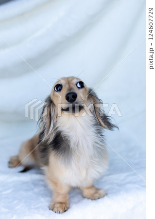 カニンヘンダックスフンド シェーゼットイエロー カニンヘンダックスフンド シェーゼットイエロー 124607729