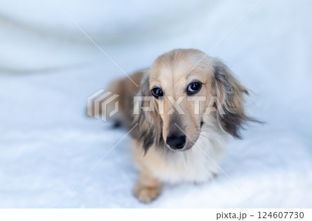 カニンヘンダックスフンド シェーゼットイエロー 124607730