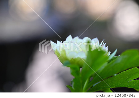 クリスマスローズ　白系　重ね咲　マクロレンズ　 124607845