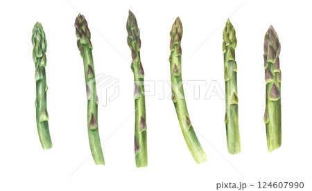 Watercolor fresh tender asparagus spears illustration clip art isolated background. Organic healthy edible stalk. Green shoots set or healthy eating, farm to table, vegan, and spring themed designs 124607990