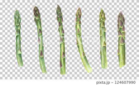 Watercolor fresh tender asparagus spears illustration clip art isolated background. Organic healthy edible stalk. Green shoots set or healthy eating, farm to table, vegan, and spring themed designs 124607990