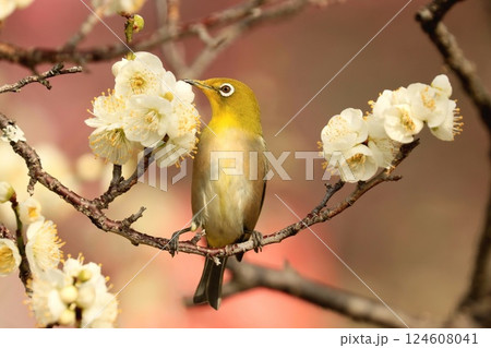 メジロが蜜を求めて梅花にやって来た 124608041
