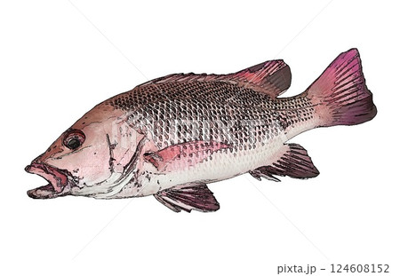 本州でも釣れることが増えてきた南に住むむ赤い魚、マングローブジャック（ゴマフエダイ） 124608152