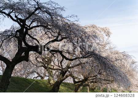 風格ある枝垂れ桜の美しい並木道① 124608328