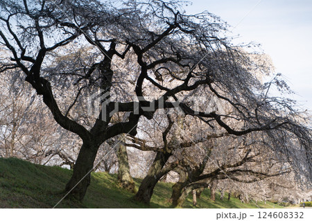 風格ある枝垂れ桜の美しい並木道⑤ 風格ある枝垂れ桜の美しい並木道⑤ 124608332