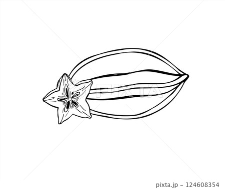 Tropical Asian carambola vector minimalist black ink illustration. Monochrome whole star fruit and star shaped slice engraving drawing composition. Food ingredient for packaging, menus, infographics 124608354