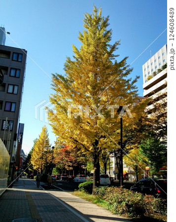 銀杏並木が続く歩道沿いの街路樹 124608489