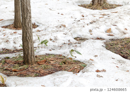 雪解け, 残雪, 雪, 春, 草, 屋外, 自然, 積雪, 緑, 冬 124608665