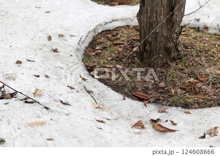 雪解け, 残雪, 雪, 春, 草, 屋外, 自然, 積雪, 緑, 冬 124608666