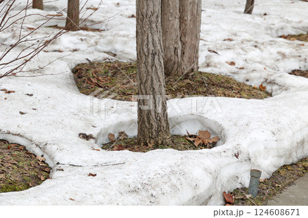 雪解け, 残雪, 雪, 春, 草, 屋外, 自然, 積雪, 緑, 冬 124608671