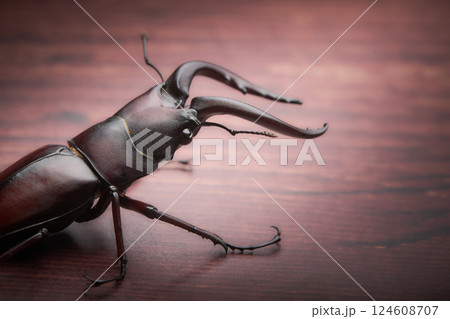 クラシカルな雰囲気の一匹の大型のノコギリクワガタの雄 124608707