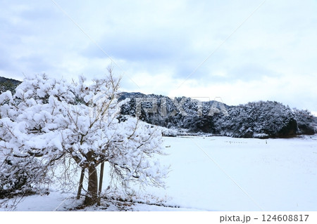 特別史跡 山田寺跡 雪景色 特別史跡 山田寺跡 雪景色 124608817