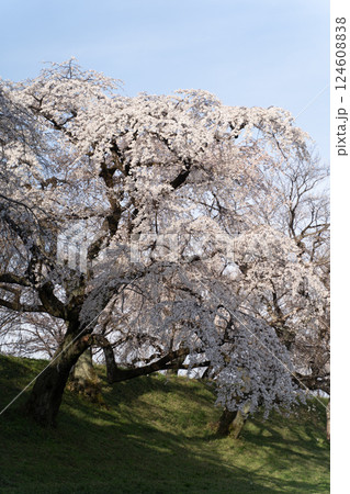 満開に咲く優雅な枝垂れ桜の美麗な風景② 124608838