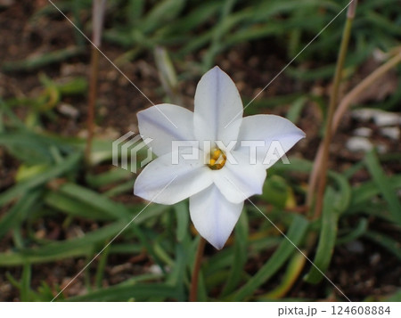 ハナニラの花 124608884