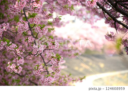 満開の葵桜 満開の葵桜 124608959