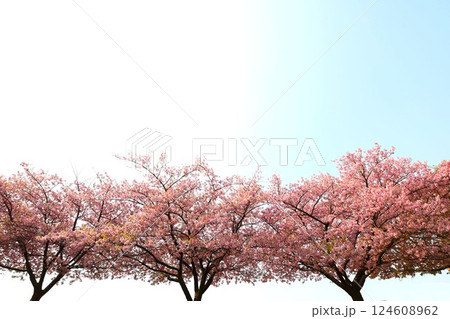 満開の葵桜 満開の葵桜 124608962