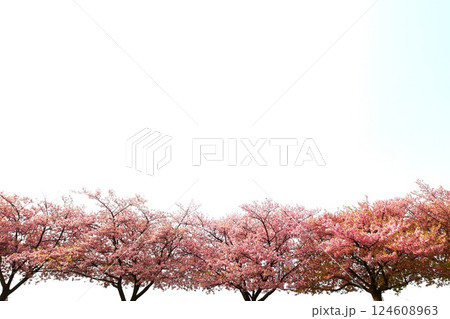 満開の葵桜 満開の葵桜 124608963