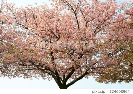 満開の葵桜 124608964