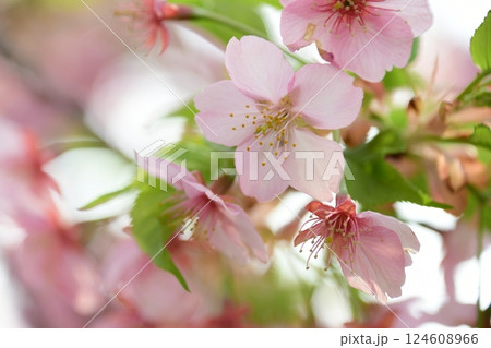 満開の葵桜 124608966