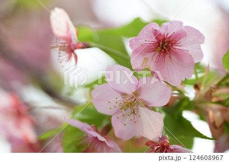 満開の葵桜 124608967