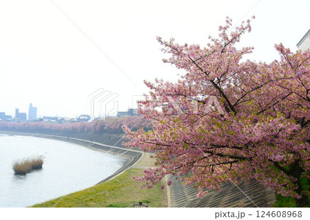 満開の葵桜 124608968