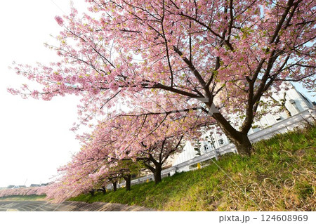 満開の葵桜 124608969