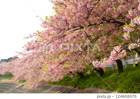 満開の葵桜 124608970