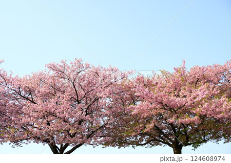 満開の葵桜 124608974