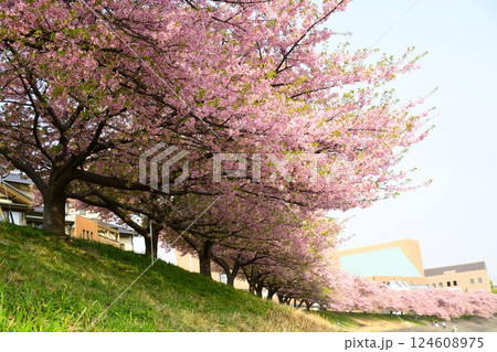 満開の葵桜 124608975