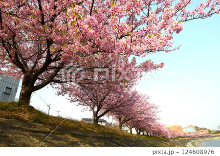 満開の葵桜 124608976