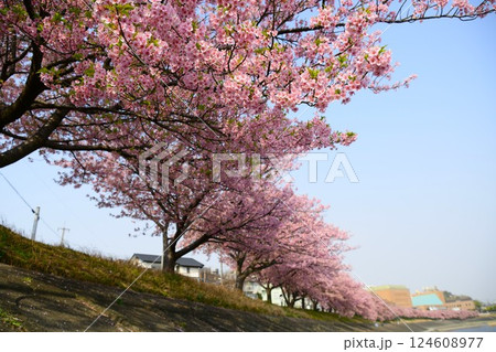 満開の葵桜 124608977