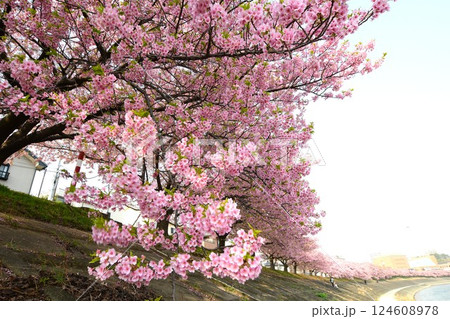 満開の葵桜 満開の葵桜 124608978
