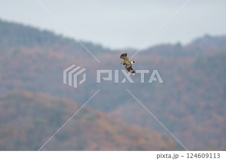 初冬、お山バックに飛翔するタゲリ02 124609113