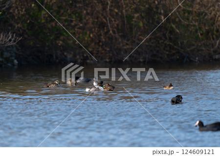 冬、水上で羽繕いするカンムリカイツブリ02 124609121