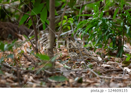 冬、林床で採餌するトラツグミ 124609135