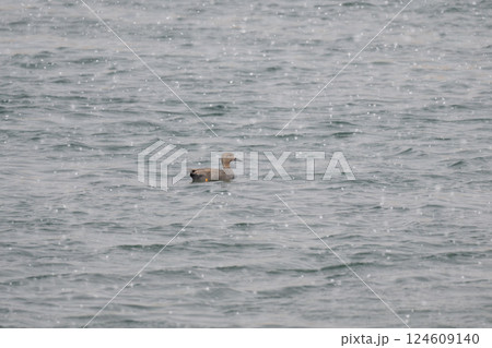 降雪の中のオカヨシガモ 124609140