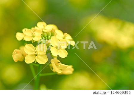 菜の花 124609396