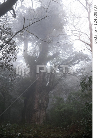 縄文杉 縄文杉 124609737