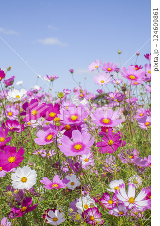 秋の青空に映えるコスモスの花 秋の青空に映えるコスモスの花 124609861