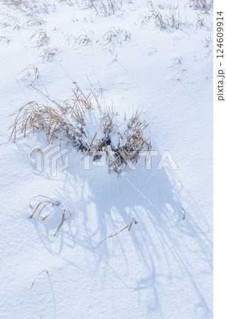 冬の鳥取砂丘の雪景色 鳥取県 鳥取砂丘 冬の鳥取砂丘の雪景色 鳥取県 鳥取砂丘 124609914