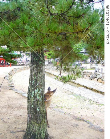 広島　宮島 124610396