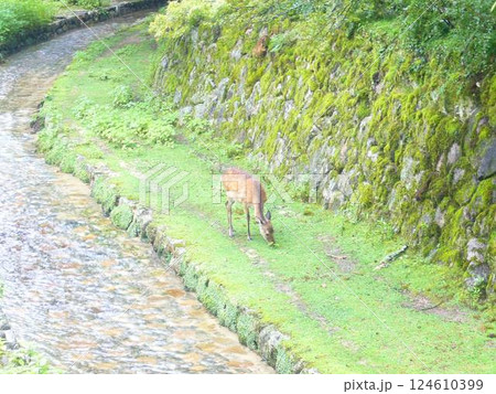 広島　宮島 124610399