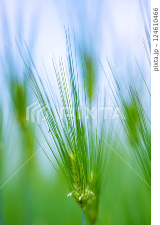 【新緑素材】青麦畑と青空【長野県】 124610466