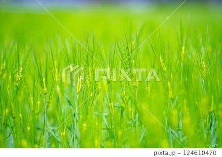 【新緑素材】青麦畑と青空【長野県】 124610470