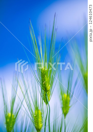 【新緑素材】青麦畑と青空【長野県】 【新緑素材】青麦畑と青空【長野県】 124610473