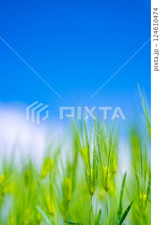【新緑素材】青麦畑と青空【長野県】 124610474