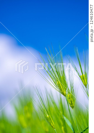 【新緑素材】青麦畑と青空【長野県】 【新緑素材】青麦畑と青空【長野県】 124610477