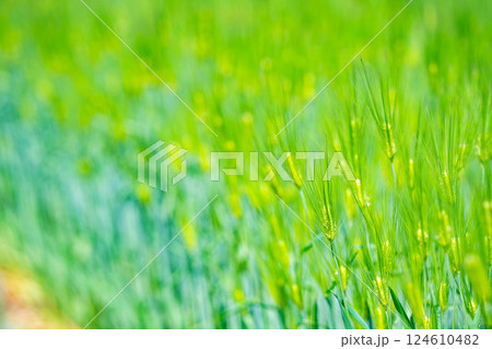 【新緑素材】青麦畑と青空【長野県】 124610482
