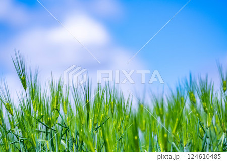 【新緑素材】青麦畑と青空【長野県】 124610485
